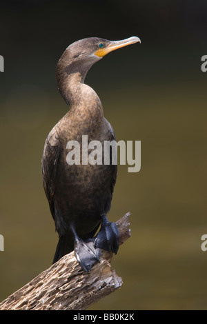 Unreife Neotropis Kormoran (Phalacrocorax Brasilianus) thront auf einem Toten Ast Stockfoto