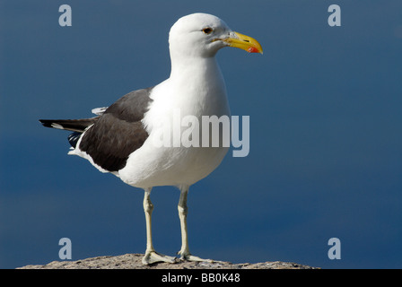 Eine schwarze und weiße Cape Kelp Gull (Larus Vetula) steht auf einem Felsen. Stockfoto