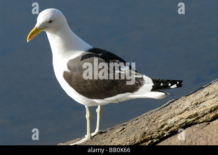 Eine schwarze und weiße Cape Kelp Gull (Larus Vetula) steht auf einem Felsen. Stockfoto