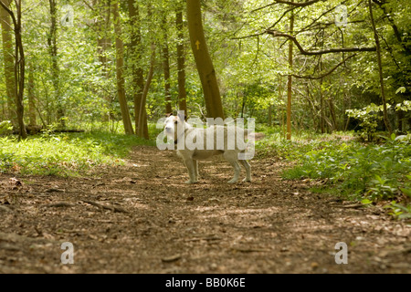 Jack Russell auf einen Spaziergang im Wald in Buckinghamshire UK Stockfoto
