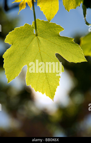 Hinterleuchtete Weinblatt Stockfoto