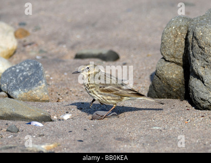 Ein Rock-Pieper (Anthus Petrosus) auf der Suche nach Nahrung auf einer felsigen und sandigen Strand. Stockfoto