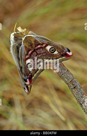 Kaiser-Motte - Saturnia Pavonia - eine Paarung koppeln Stockfoto