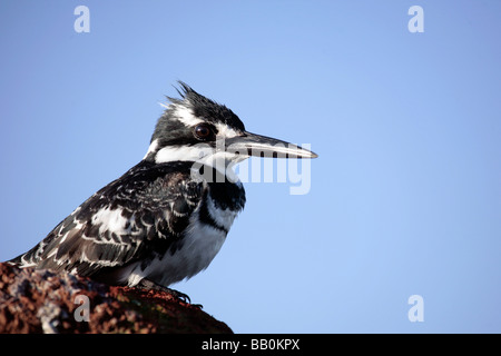 Die Pied Kingfisher (Ceryle Rudis) am Ufer des Lake Awasa in Äthiopien Stockfoto