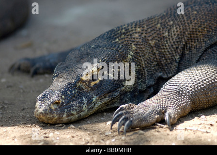 Großen Komodo-Warane sind dafür bekannt, auch die wilden Pferde angreifen, die auf Rinca Insel Komodo Archipilego gefunden werden Stockfoto