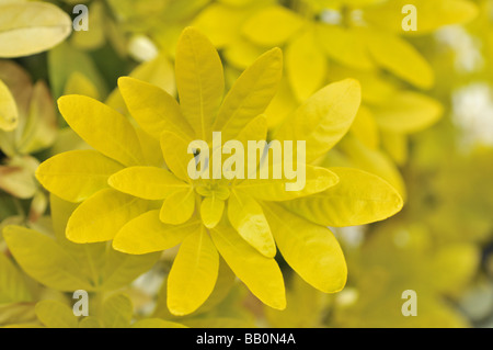 Choisya Ternata mexikanische orange Blossom Sundance Stockfoto