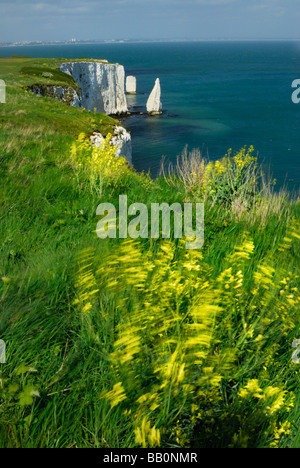 Alten Harry Felsen in der Nähe von Studland, Dorset England UK Stockfoto