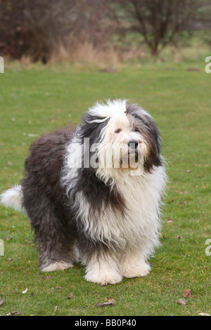 Bobtail Old English Sheepdog Stockfoto