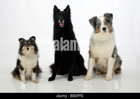 Belgischer Schäferhund Sheltie und Australian Shepherd Groenendael Stockfoto