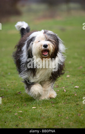 Bobtail Old English Sheepdog Stockfoto