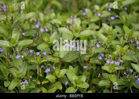 Bachbungenehrenpreis, Veronica Beccabunga, Wegerichgewächse (Scrophulariaceae) Stockfoto