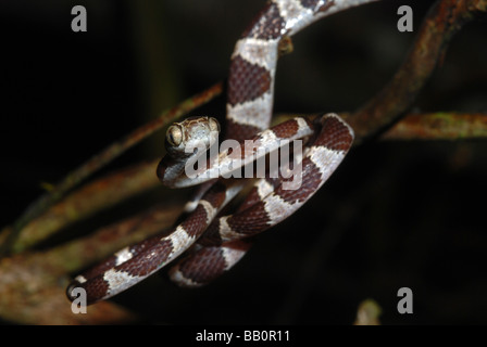 Unter der Leitung von Blunt Baumschlange (Imantodes Cenchoa), Madre De Dios, Peru Stockfoto