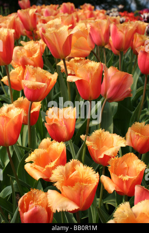 Tulpe Tulipa Lambada [Eden Project, Cornwall, England, Vereinigtes Königreich, Europa].                                                . Stockfoto
