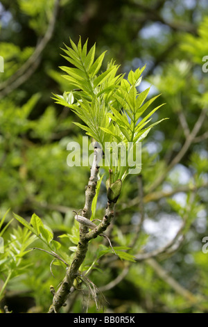 Junge Triebe der Europäischen Esche oder gemeine Esche, Fraxinus Excelsior, Oleaceae Stockfoto