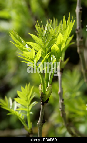 Junge Triebe der Europäischen Esche oder gemeine Esche, Fraxinus Excelsior, Oleaceae Stockfoto