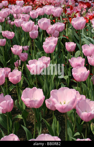 Tulpe Tulipa Pink Diamond [Eden Project, Cornwall, England, Vereinigtes Königreich, Europa].                                           . Stockfoto