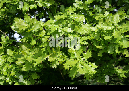 Junge Pedunculate oder englischen Eichenlaub, Quercus Robur, Fagaceae Stockfoto