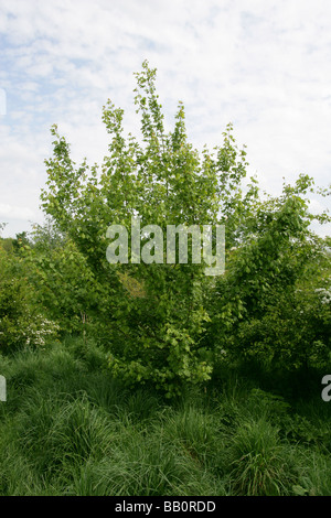 Feldahorn, Acer Campestre, Aceraceae Stockfoto