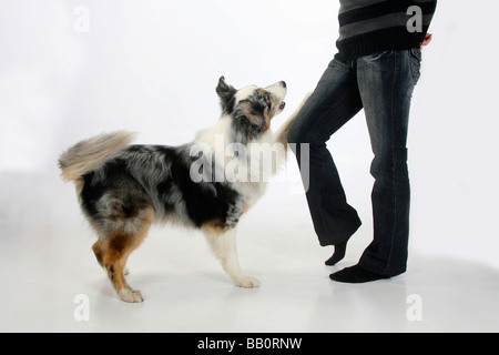 Australian Shepherd 6 Jahre alten blue Merle Hund tanzen Stockfoto