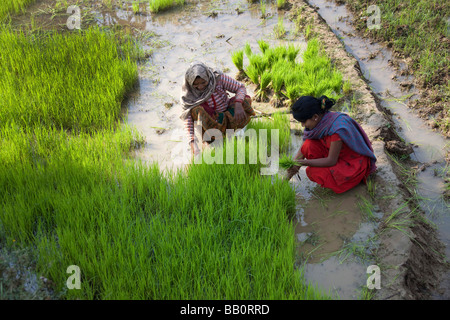 Frauen arbeiten im Reis Feld anpflanzen. Landwirtschaft Bauern Nepal Asien horizontale 93106 Nepal-Duman Stockfoto