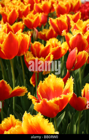 Tulpe Tulipa Davenport [Eden Project, Cornwall, England, Vereinigtes Königreich, Europa].                                              . Stockfoto