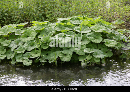 Gemeinsamen Pestwurz, Petasites Hybridus, Asteraceae Stockfoto