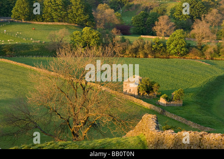 Eine verfallene Scheune liegt in Feldern in der Nähe von Burnsall in Wharfedale in den Yorkshire Dales, North Yorkshire UK Stockfoto