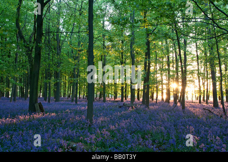 Ashridge Woods - Glockenblumen - Buckinghamshire Stockfoto