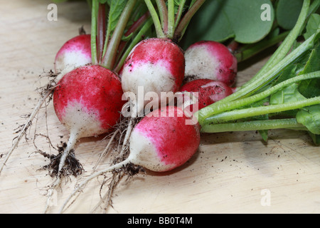 Frisch gepflückt Radieschen auf ein Schneidebrett Stockfoto