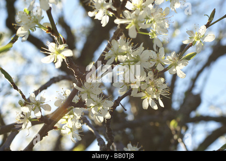 Frühling Blüten, Pflaume-Baum-Blüte Stockfoto