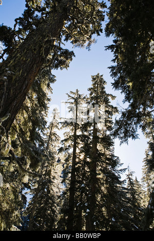 Tim und Amy Wochenende Ausflug nach Kendal Becken in der Nähe von Snoqualmie Pass in die zentrale Kaskaden Stockfoto