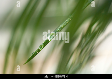 Wassertropfen auf einer Anlage Ziergras Stockfoto