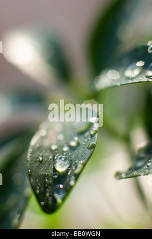 Wassertropfen auf einem Blatt der Pflanze. Stockfoto