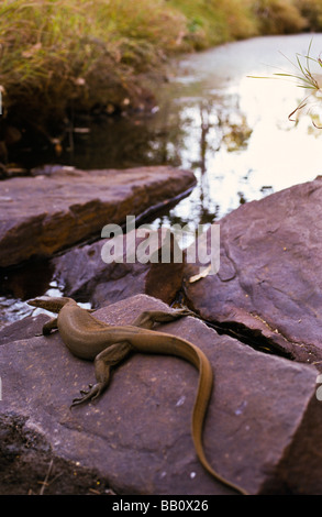 "Wasser-Monitor", Kimberley Region, Western Australia Stockfoto