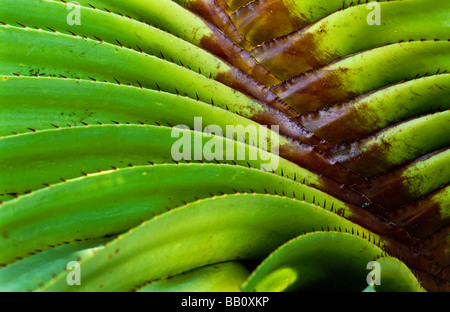 Detail, Pflanze Pandanus Stockfoto