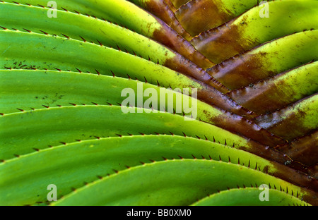 Detail, Pflanze Pandanus Stockfoto