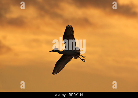 Ein Erwachsener Kuhreiher im Flug zurück in die Verschachtelung Kolonie bei Sonnenuntergang Stockfoto