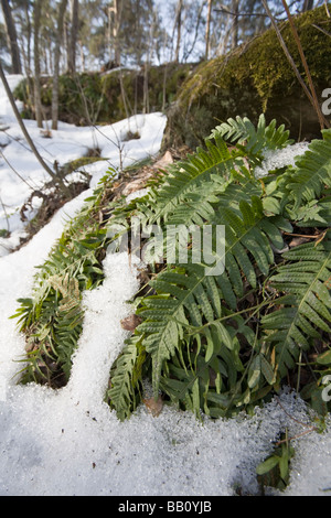 Polypodium vulgare Stockfoto