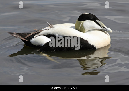 Männliche gemeinsame Eiderente Somateria Mollissima Schwimmen bei Martin bloße WWT, Lancashire UK Stockfoto