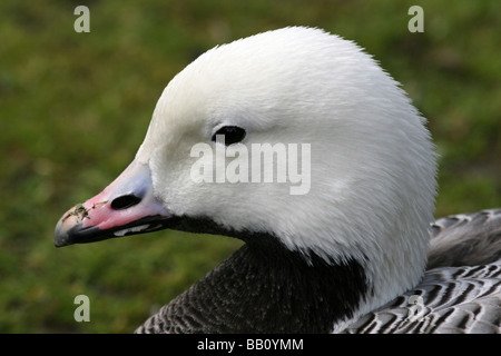 Nahaufnahme des Kopfes der Kaiser Goose Chen Canagica Taken an Martin bloße WWT Lancashire, UK Stockfoto