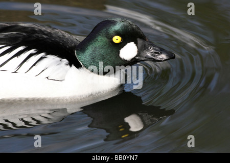 Nahaufnahme des männlichen Common Goldeneye Bucephala Clangula Schwimmen bei Martin bloße WWT, Lancashire UK Stockfoto