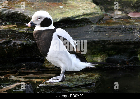 Männlichen langschwänzigen Ente Clangula Hyemalis bei Martin bloße WWT, Lancashire UK Stockfoto