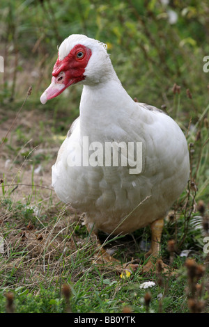 Porträt von Muscovy Ente Cairina Moschata In Grass Stockfoto