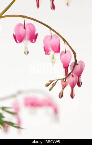 Studio Stilleben Blumen Dicentra Spectabilis in Herzform Blumen auf weißem Hintergrund Stockfoto