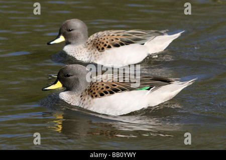 Paar der scharfen-winged Teal Anas flavirostris oxyptera (Unterarten von Yellow-billed Teal) Schwimmen bei Martin bloße WWT, Lancashire, Großbritannien Stockfoto