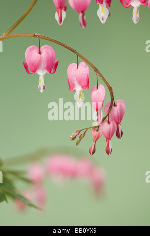 Studio Stilleben Blumen Dicentra Spectabilis in Herzform Blumen auf grünem Hintergrund Stockfoto