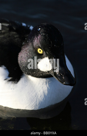 Portrait der Kopf des männlichen gemeinsame Goldeneye Bucephala Clangula bei Martin bloße WWT, Lancashire UK Stockfoto