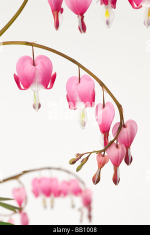 Studio Stilleben Blumen Dicentra Spectabilis in Herzform Blumen auf weißem Hintergrund Stockfoto