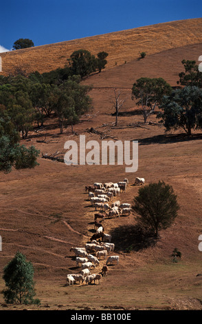 Fütterung von Rindern während einer Dürre, Australien, Stockfoto