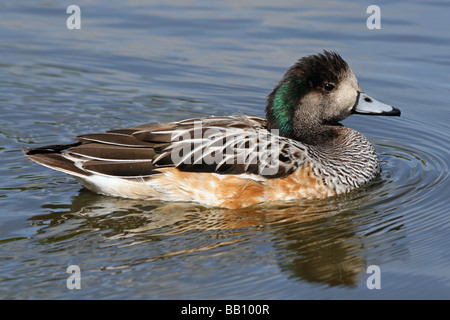 Männliche Chilöe Pfeifente (Anas sibilatrix Mareca sibilatrix) Schwimmen bei Martin bloße WWT, Lancashire, Großbritannien Stockfoto